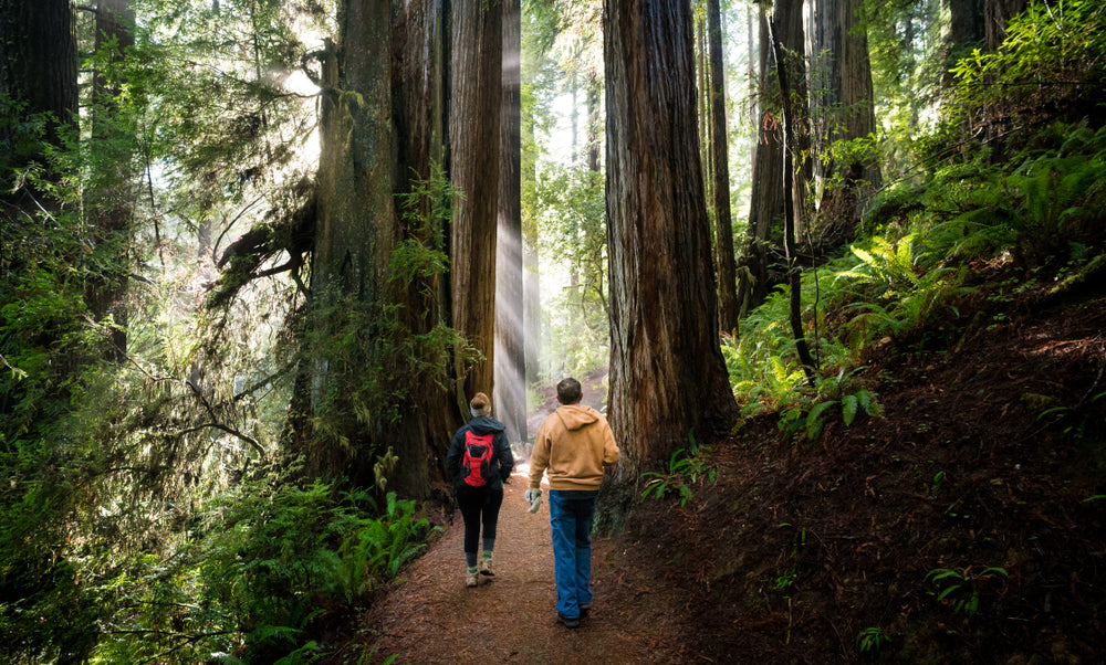 Hikers Walking Through Giant Redwood Forest Redwood National and State Parks California