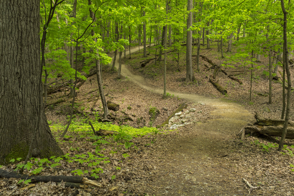 Hiking Trail in Woods During Spring in Pikes Peak State Park Iowa