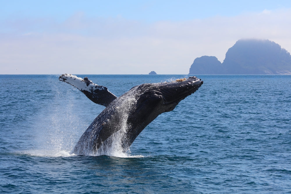 Humpback Whale Breaching the Ocean in Kenai Fjords National  Park Alaska-usa