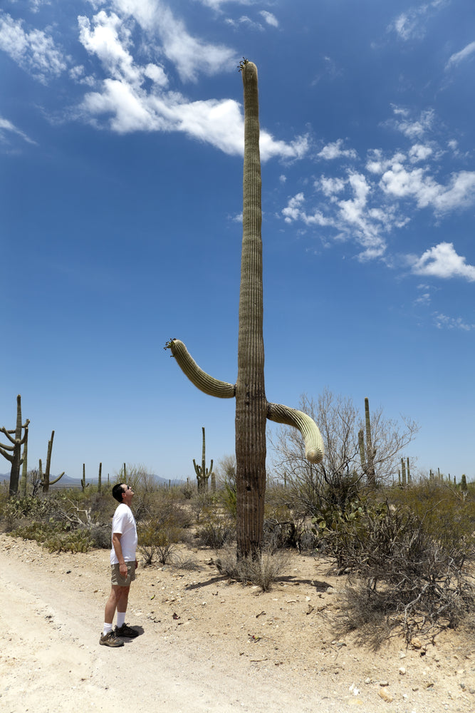 Man Looking up at Giant Cactus in Saguaro National Park