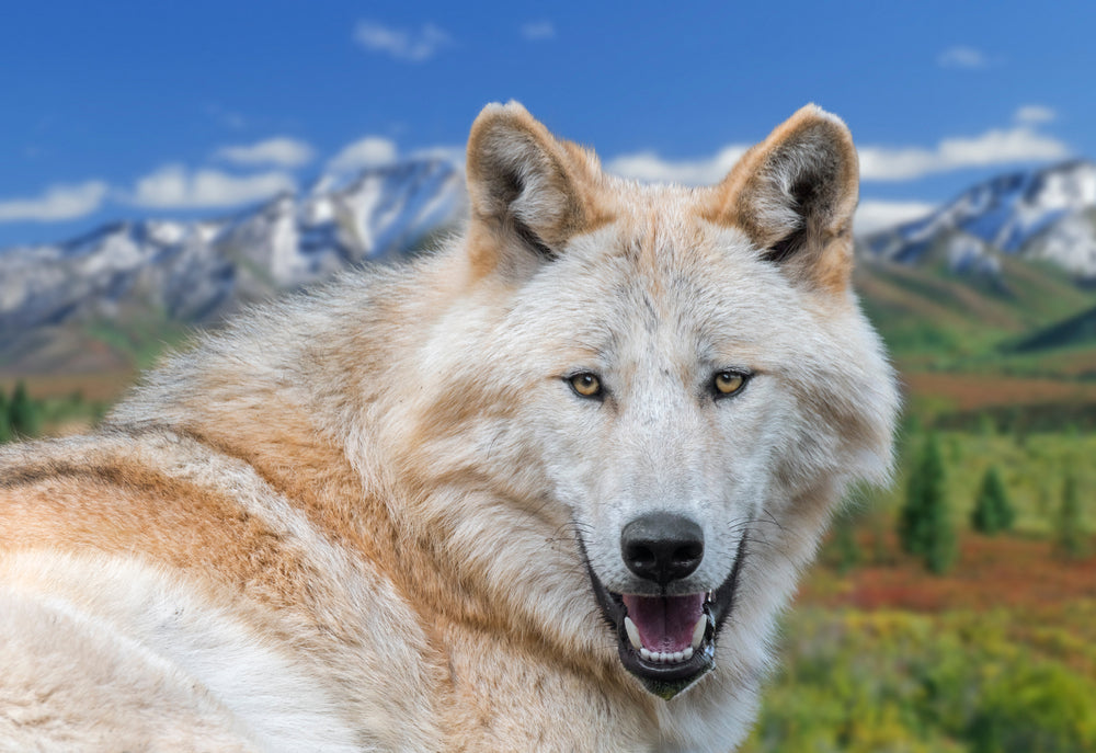 Northwestern Wolf Native to Alaska