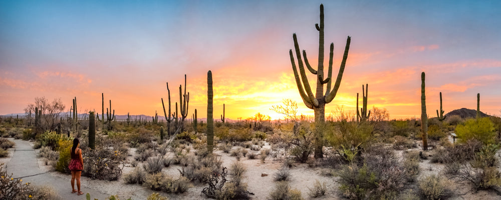 Panoramic View of Desert and Cactus During Sunset in Saguaro National Park Arizona