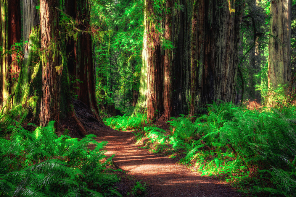 Path Through Redwood Forest at Redwood National and State Parks California