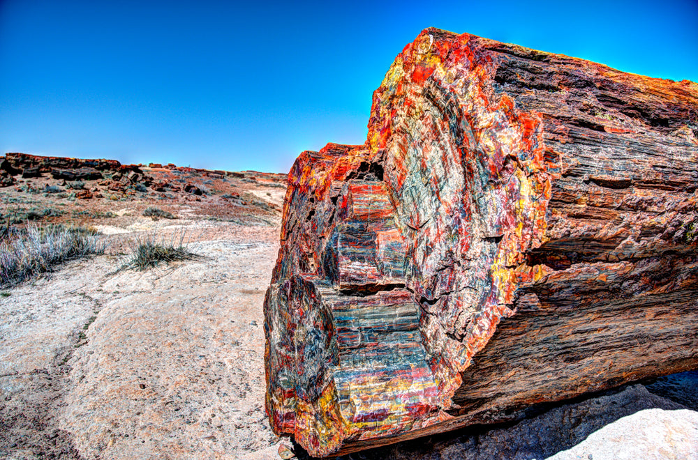 Petrified Forest Multicolored Wood in Petrified Forest National Park Arizona