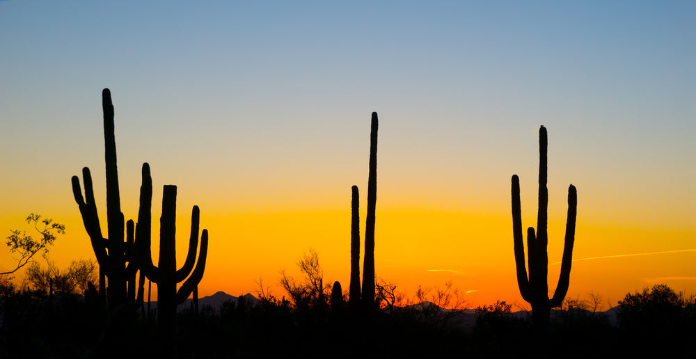 Saguaro Cactus Silhouettes During Sunset in Saguaro National Park Arizona-usa