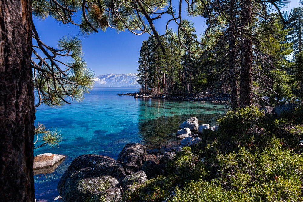 Shore of Lake Tahoe With Pine Trees at Lake Tahoe Nevada State Park Nevada