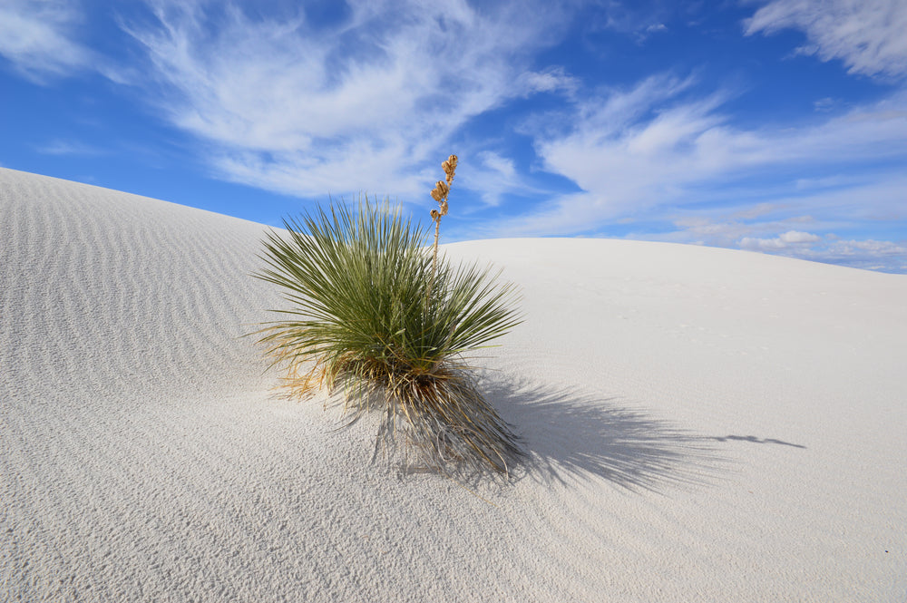 Soaptree Yucca Growing at White Sands National Park New Mexico