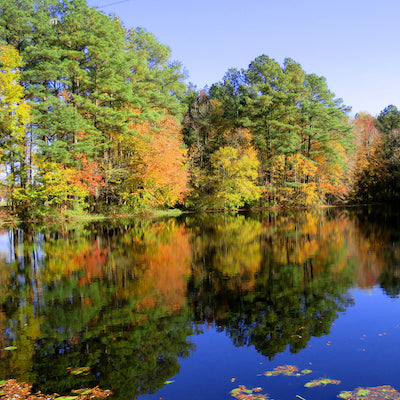 Trap Pond State Park Delaware