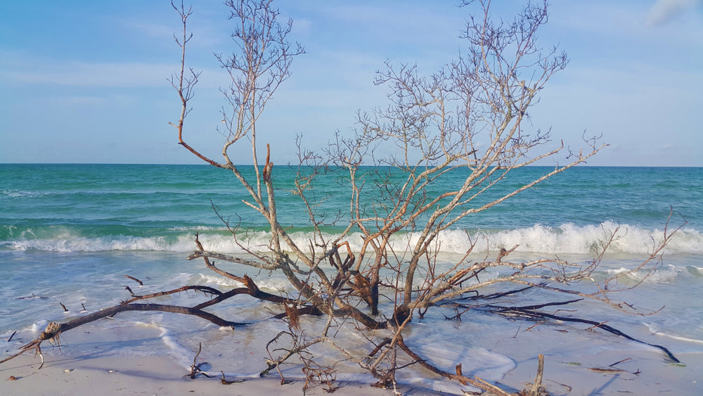 Tree on Beach in Honeymoon Island State Park Florida