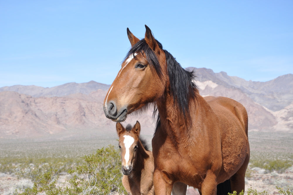 Two Wild Horses Roaming Desert in Death Valley National Park California