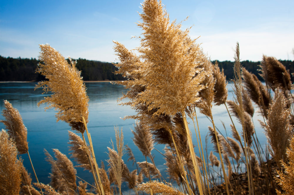 View of Reeds at Moreau Lake State Park New York
