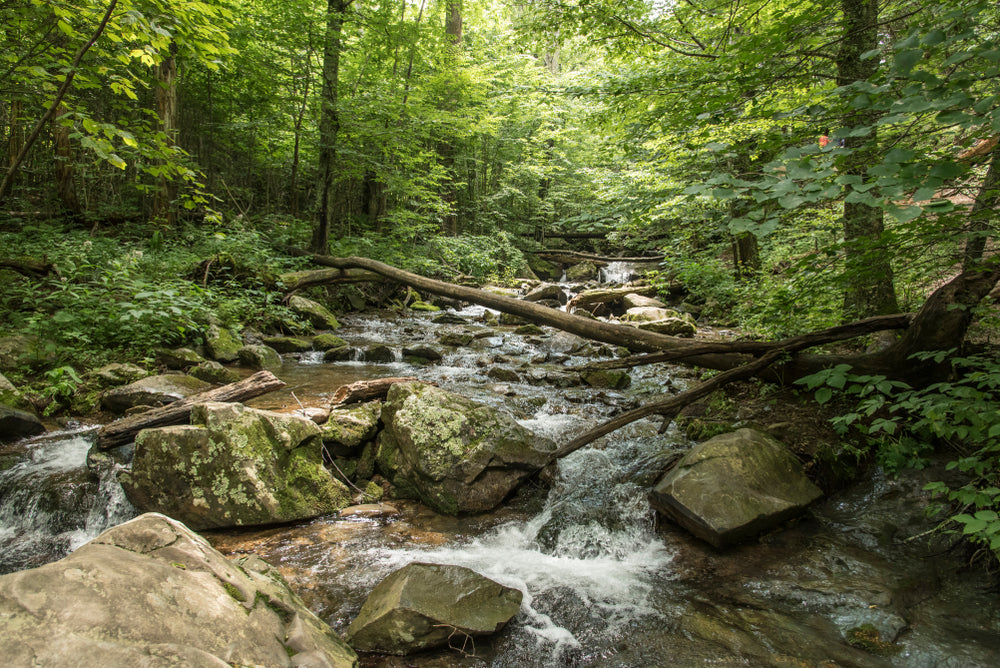 View of Stream Running Through Forest Shenandoah River State Park Virginia