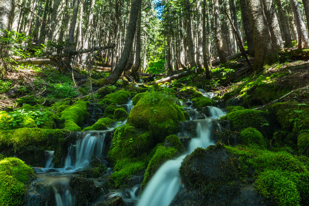 View of Waterfalls in Mount Rainer National Park Washington