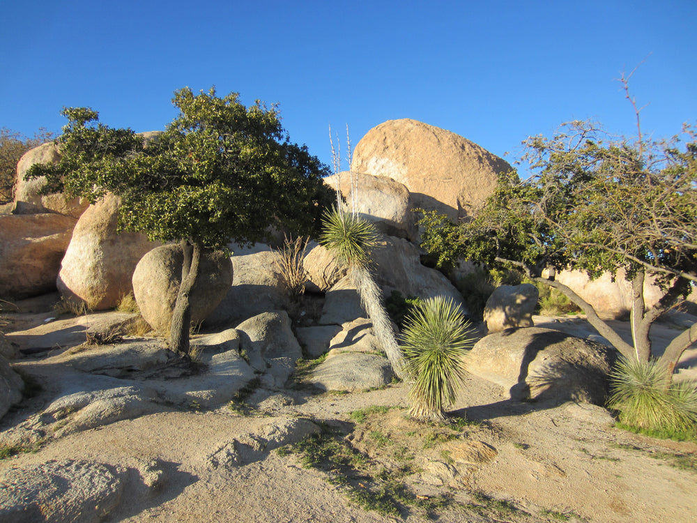 View on Sunny Day of Boulders and Cactus in Benson Arizona