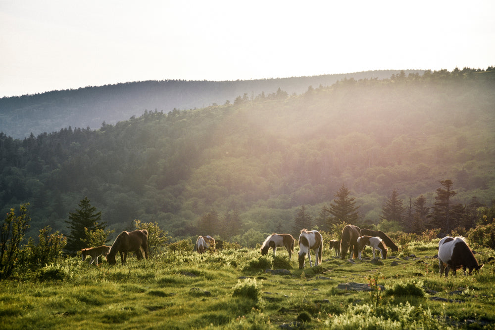 Wild Ponies Roaming Grasslands Grayson Highlands State Park Virginia