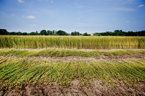 French flax processed to make real French linen for French Bliss