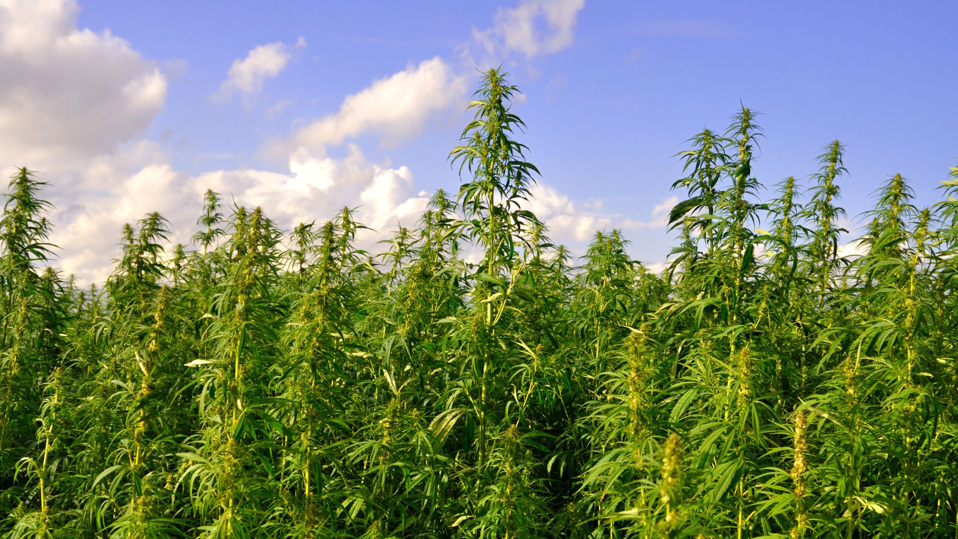 Hemp Plants