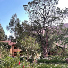 GRACEiousliving.com 100-year-old Lucuma Tree in Sacred Valley