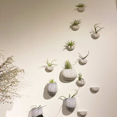 Wall vases with airy succulents