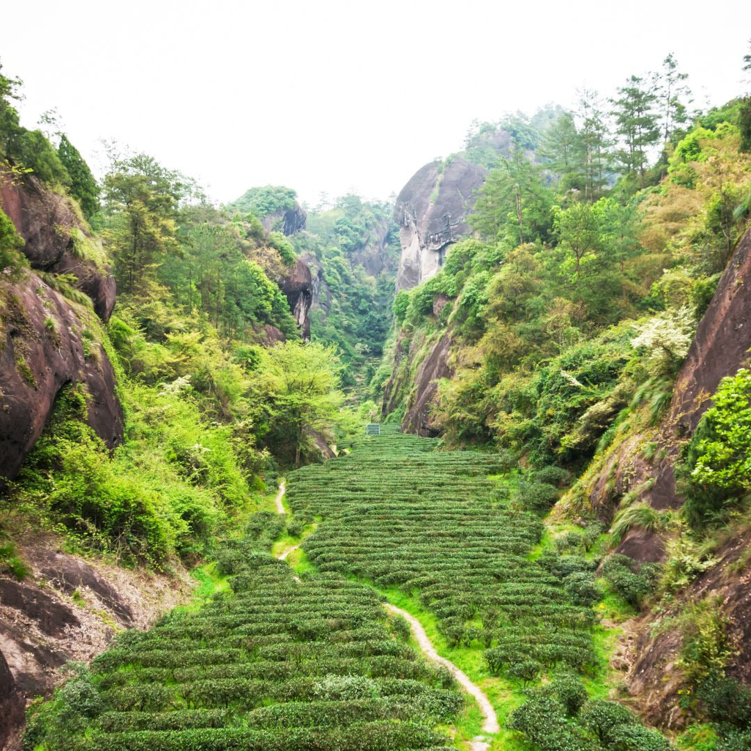 Zheng Shan Xiao Zhong (Zheng Mountain, small leaf)