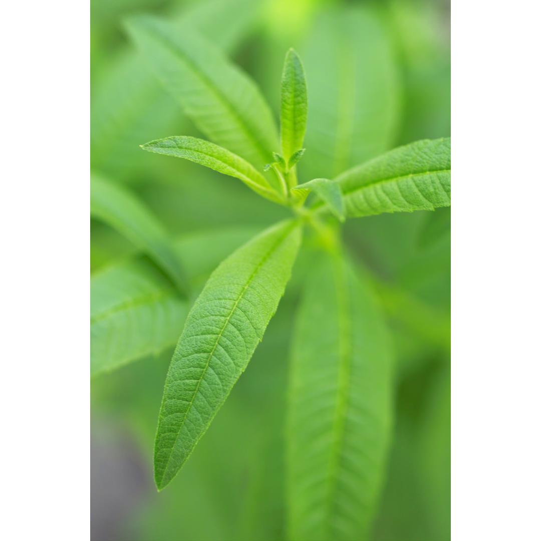 Lemon Verbena Teabags