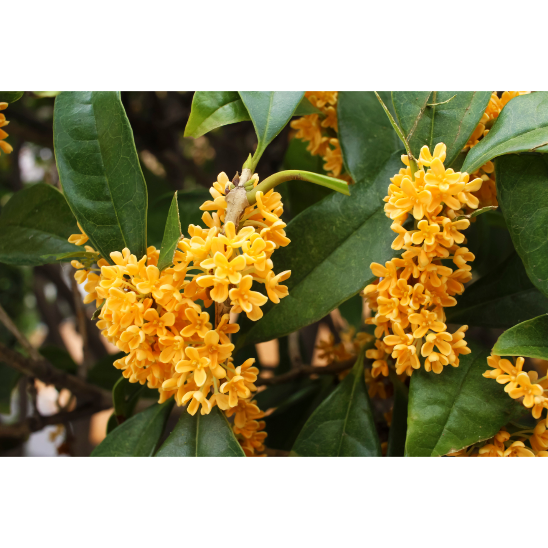 Peachy Osmanthus (DISC)