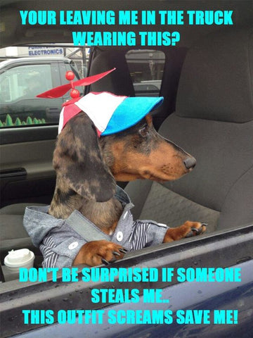 Dachshund Memes and Wiener Dog Humor – The Smoothe Store