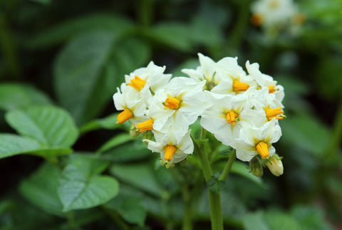 じゃがいもの花は摘むべき ポールポテト Jp