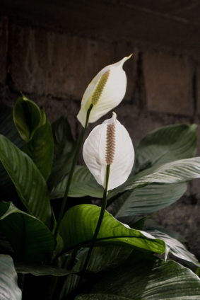 Peace Lilly