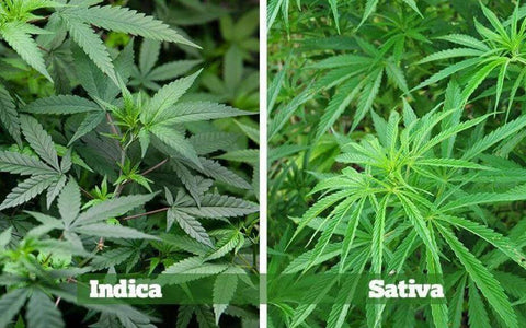 Diferencias del cannabis 