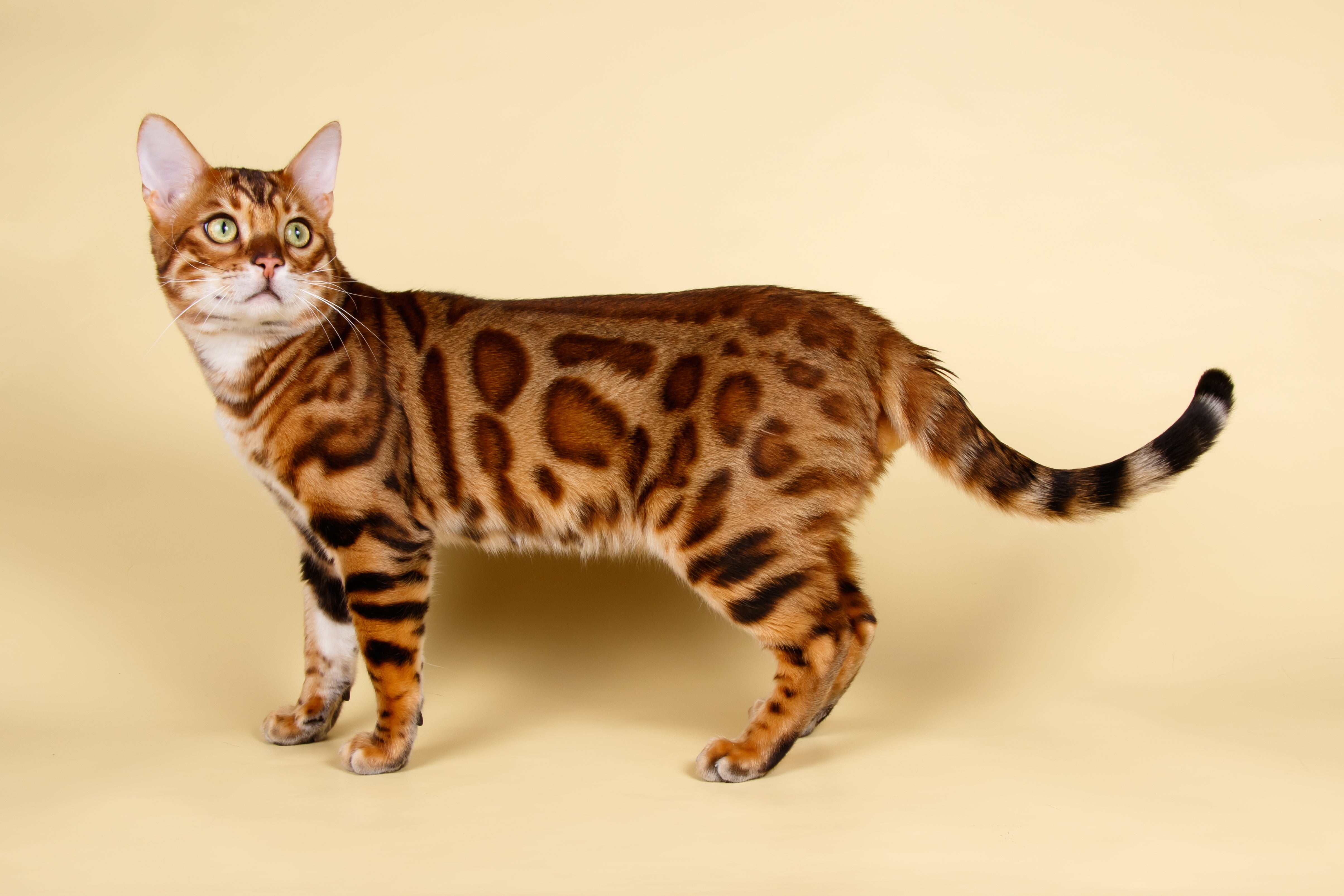 Bengal cat with high phaeomelanin expression