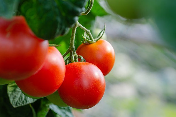 Tomaten am Hof, Tomaten biologisch, regionale Cherrytomaten