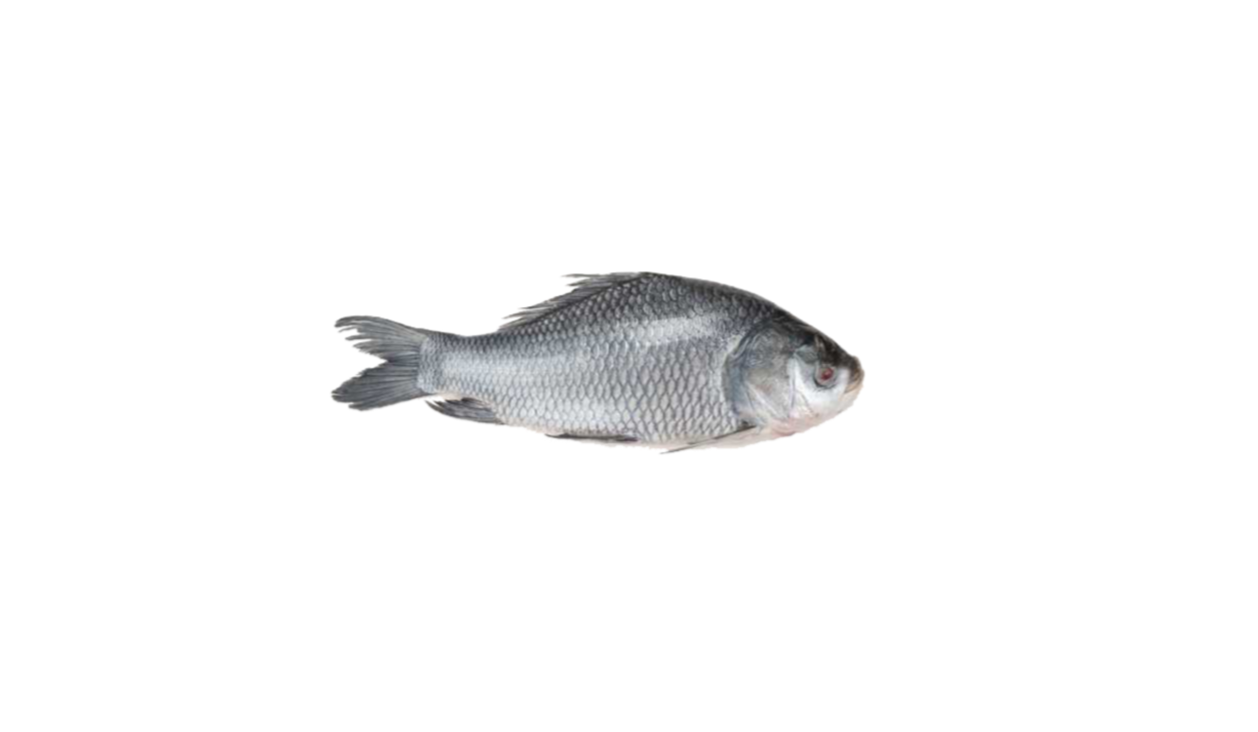 silver katla fish