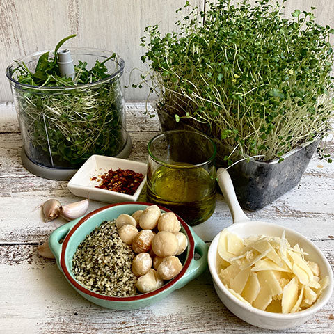 broccoli sprout pesto