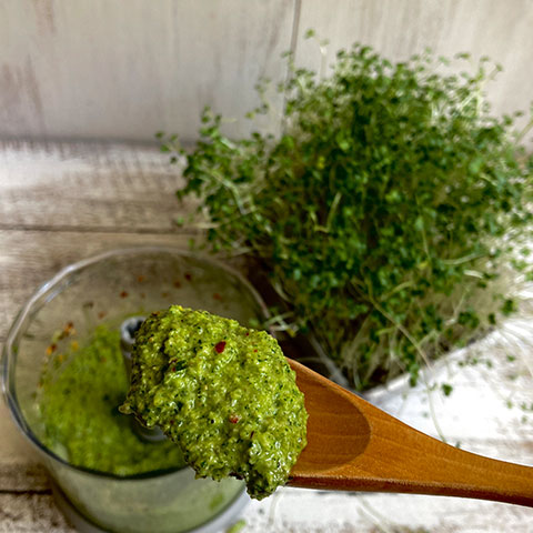 broccoli sprout pesto