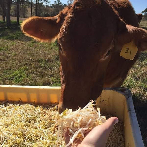 cow feed