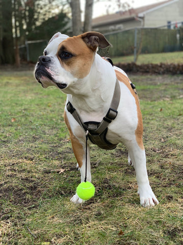 bulldog with ballalong