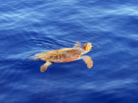 tortue couanne carette caretta nage bord de l'eau alanya turquie 