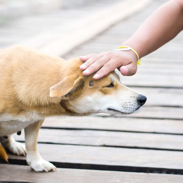 Blähungen beim Hund Das kannst Du tun AniSwiss GmbH