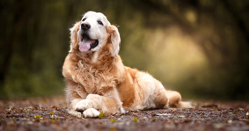 Ein Blog zum Thema Hundegesundheit und über die Ernährung von Hunden