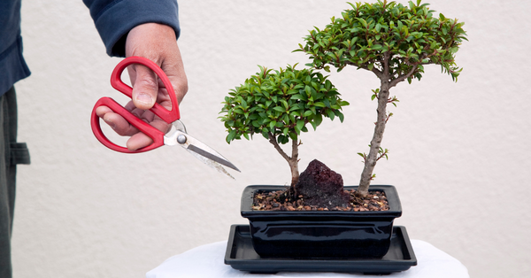 12 Holiday Bonsai Gift Ideas for the Bonsai Enthusiast in Your Life - Bonsai  Made Simple