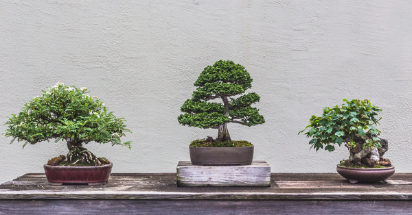 Bonsai Display on Bench