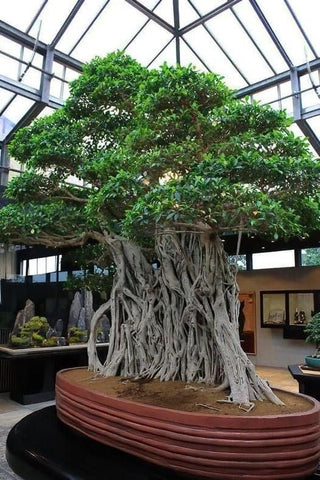 Crespi Ficus - 1000 Years Old
