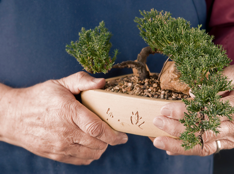 Browning Juniper Bonsai