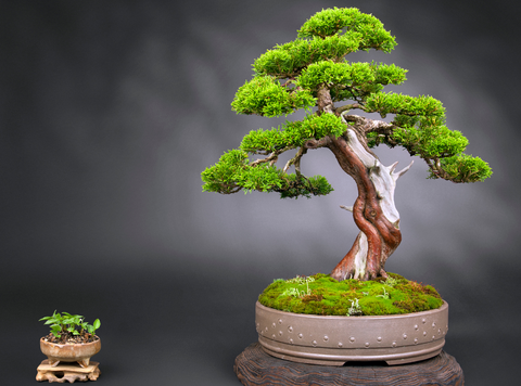 Bonsai - Medium Rock Juniper Bonsai Tree from  The old age  of the Bonsai tree strengthens the trees ability to withstand extremely  hardy and can withstand cold weather, but provide protection