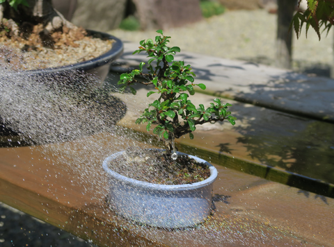 Watering a bonsai