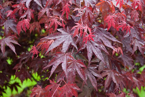 Japanese Maple (Acer Palmatum) Bloodgood