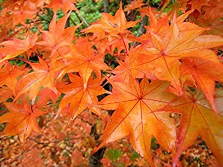 Japanese Maple (Acer Palmatum) Hogyuko