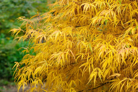 Japanese Maple (Acer Palmatum) Koto no ito