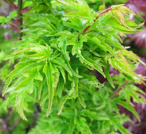 Japanese Maple (Acer Palmatum) Shishigashira